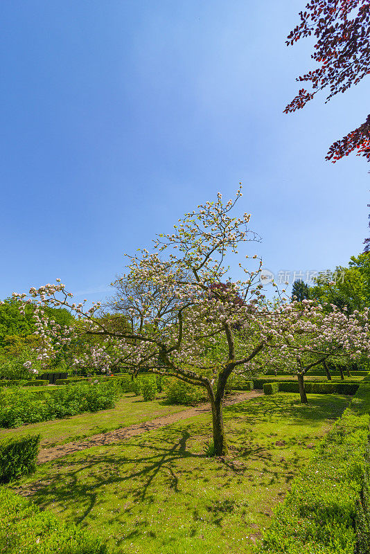 果园里的苹果树在春天开白花