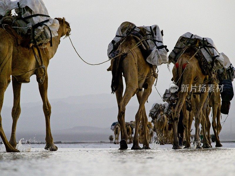 在埃塞俄比亚遥远的阿法尔地区，用骆驼运输盐。