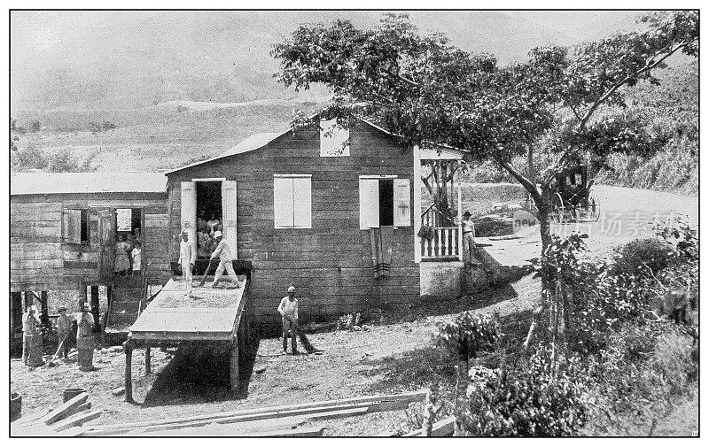 古董黑白照片:波多黎各的咖啡种植园
