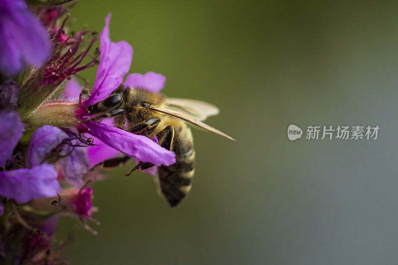 蜜蜂正在采蜜-野生蜜蜂的标本