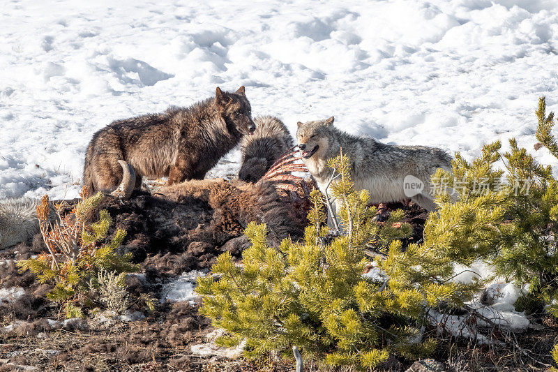 黄石公园的三只狼正在吃尸体