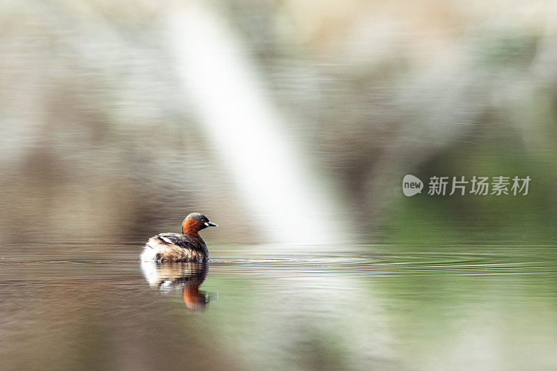 威金在平静的水面上滑行