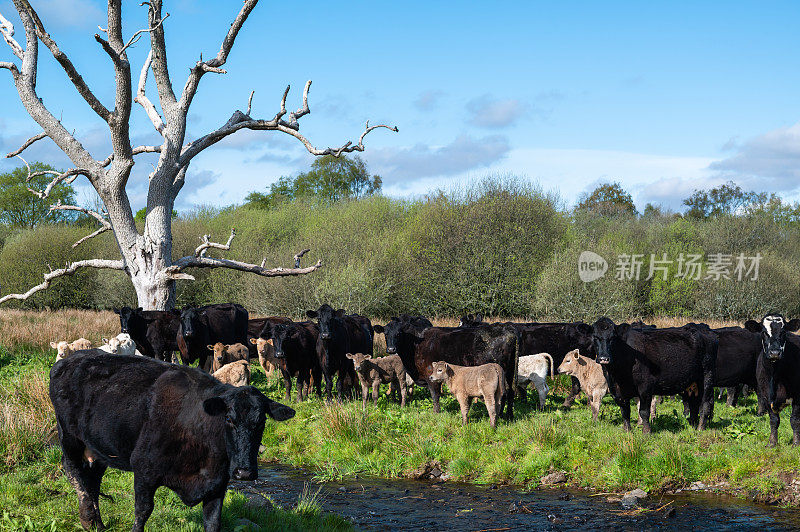 小溪边的肉牛和小牛