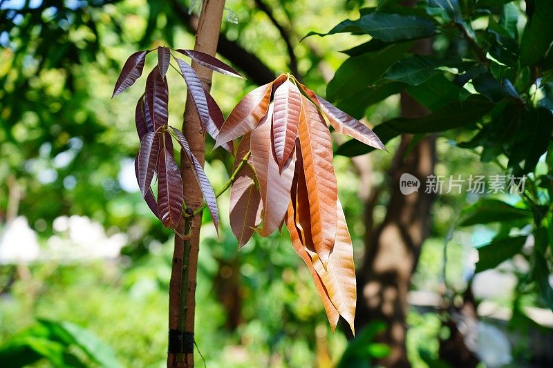 嫁接芒果树