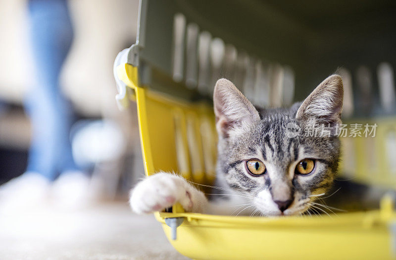 小猫在宠物旅行箱里