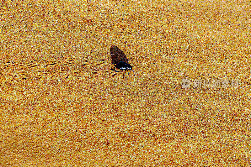北非摩洛哥切比沙漠中的沙上甲虫