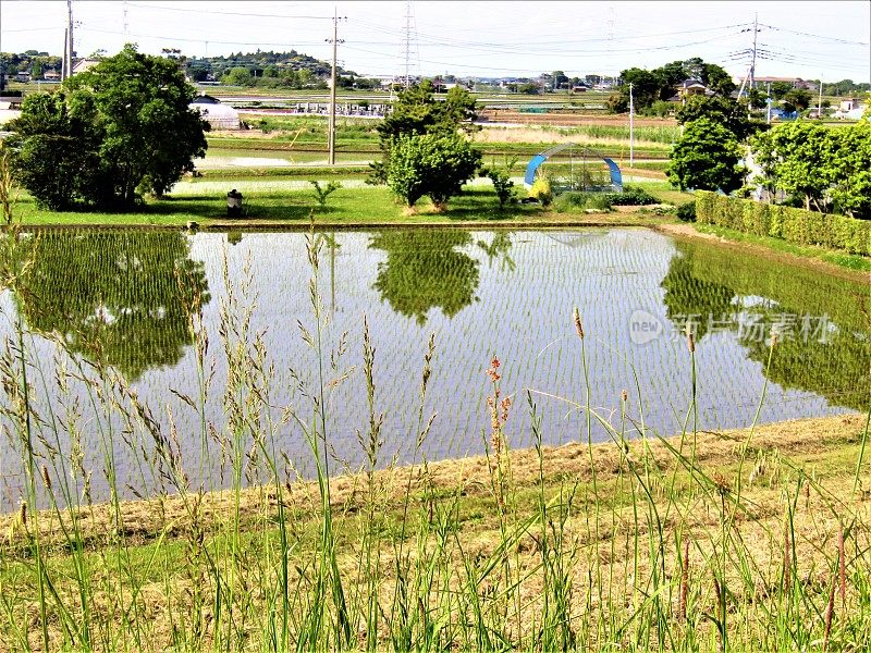 五月日本的稻田。的印象。