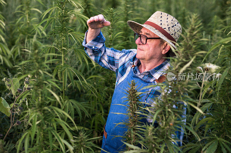 一个70-75岁的农民正在检查大麻的收成