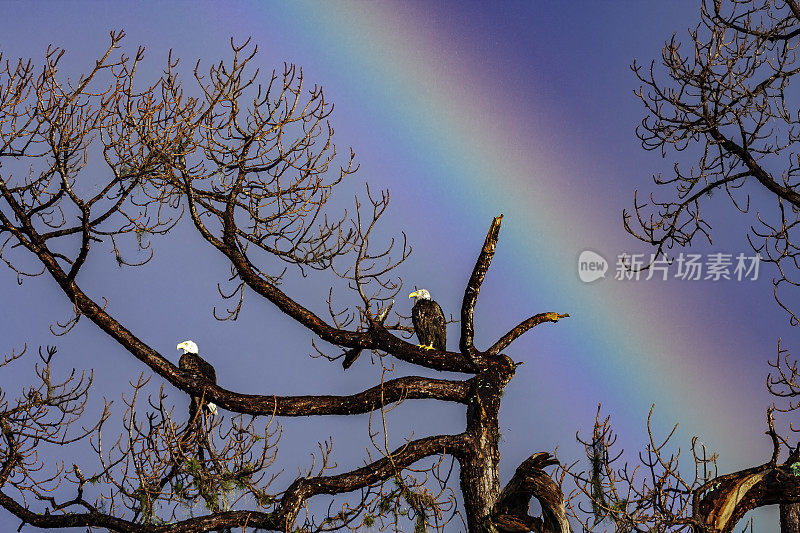 在佛罗里达州基西米的一处高尔夫球场上，一对栖息在松树上的秃鹰共同迎来了暴风雨后的彩虹