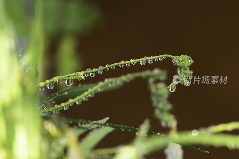 小苍兰花蕾上的雨滴的特写