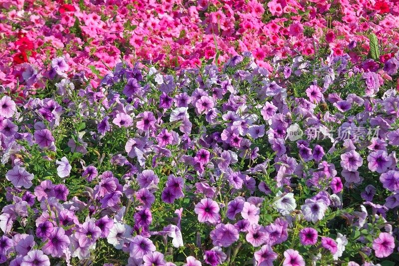 开淡紫色花的矮牵牛花。特写镜头佩妮鲜花。红色的矮牵牛花在花园里开着。