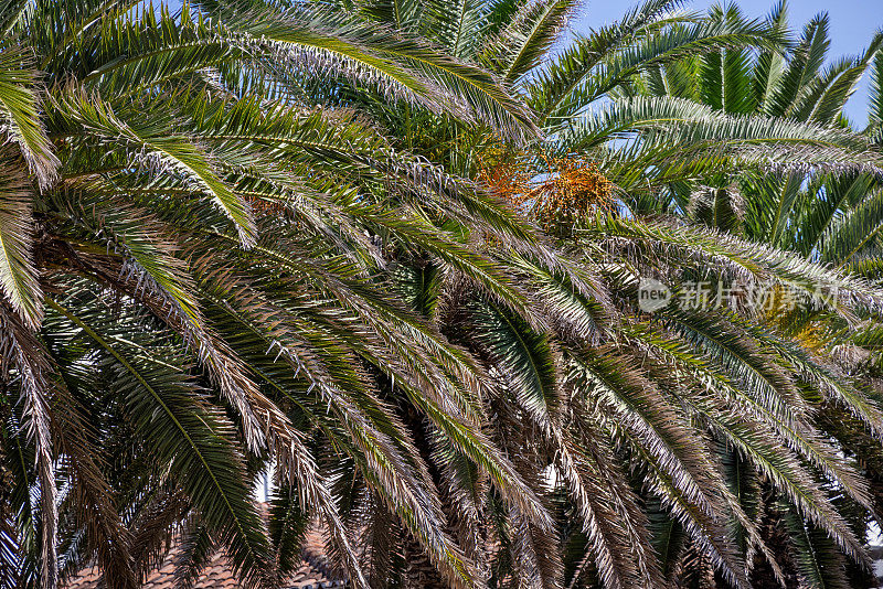 金丝雀棕榈树的叶子