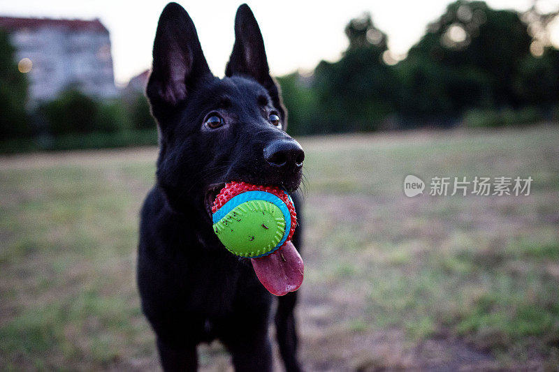 有球德国牧羊犬