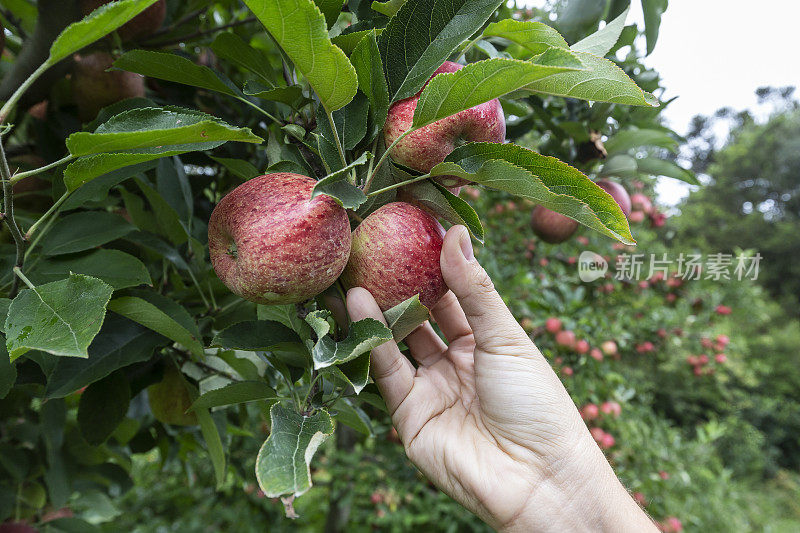 一位卷发妇女在山区的种植园里摘苹果。