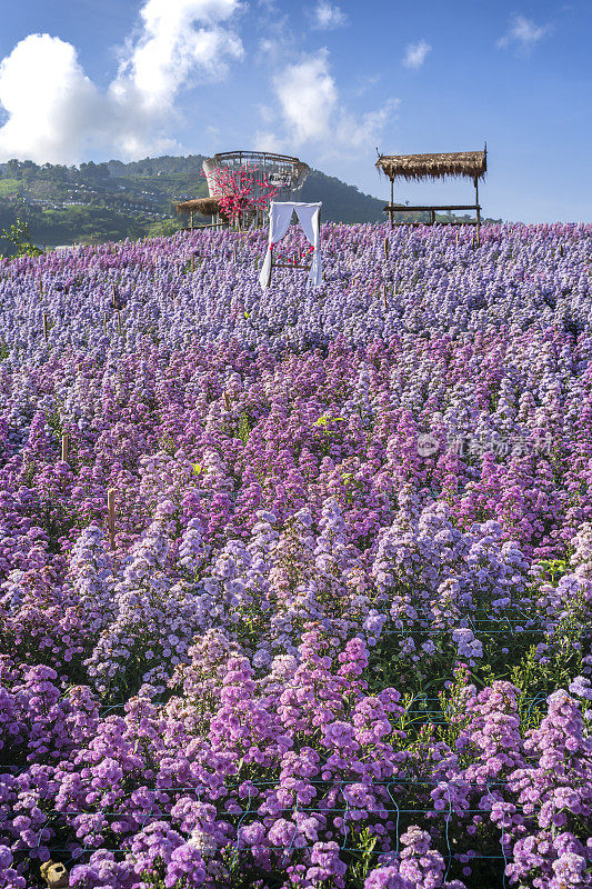 泰国清迈清新的早晨，玛格丽特花田的风景。