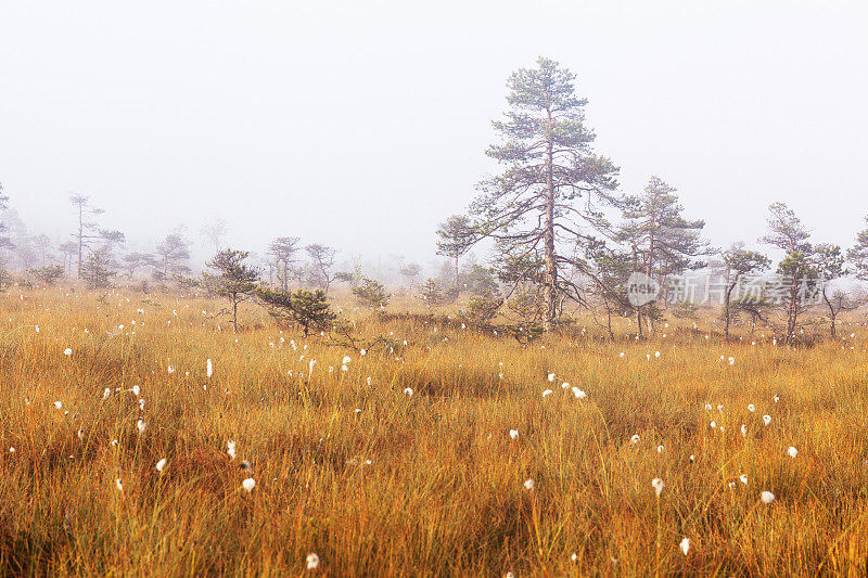 在索玛国家公园的爱沙尼亚沼泽里，一个令人惊叹的夏日，一个平静而美丽的雾蒙蒙的早晨