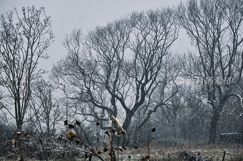 冬天的乡村田野上飘落的雪花，背景是光秃秃的成熟树木，前景是枯死的向日葵。
