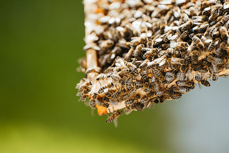 一个蜂巢边缘的特写，里面满是数百只蜜蜂