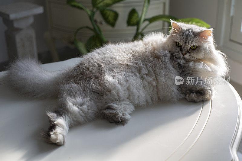 浅色的波斯猫带着阳光的闪光躺在桌子上，望着远方