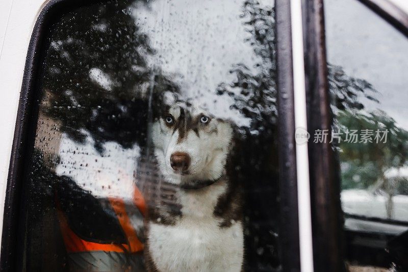 下雨天，一只哈士奇狗坐在车里，透过车窗向外看