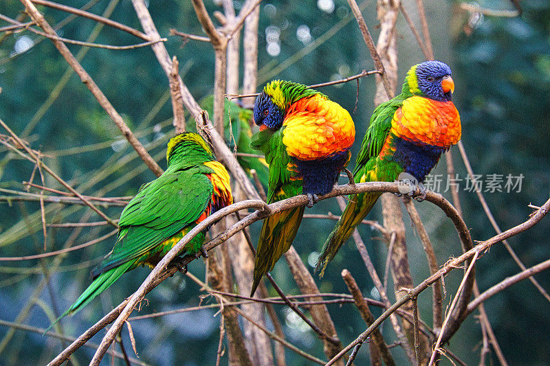 灌木丛中的一群鹦鹉。Lorikeet，也简称Lori