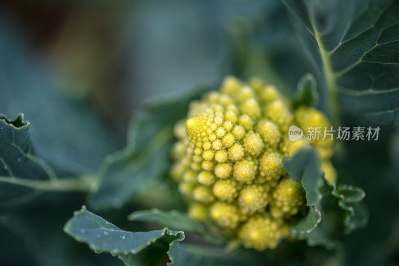 绿色罗马花椰菜在冬季菜园