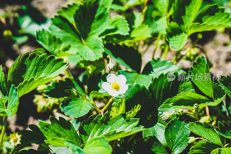 花园里一株漂亮的植物。