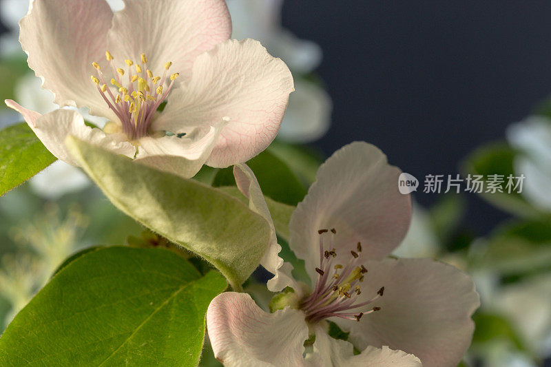 榅桲花盛开的照片在黑色的背景。