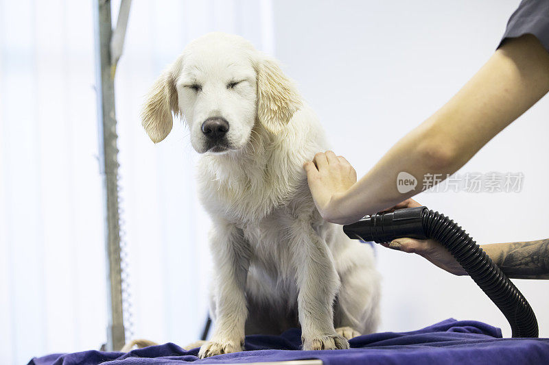 狗在宠物沙龙享受美容