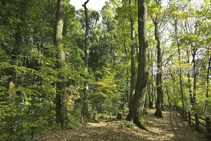 秋色美丽的树叶，Tamagawajosui，日本东京(2021年11月)