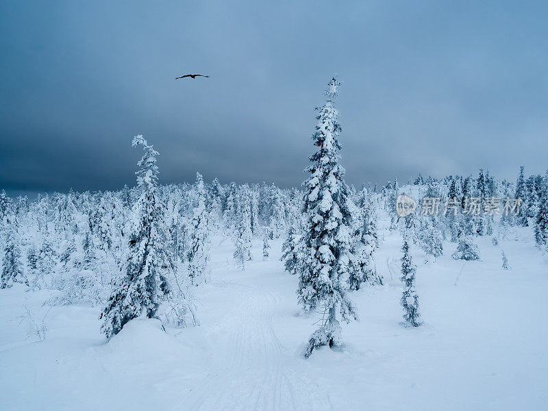 戏剧性的冬季极简的北方背景，树木与积雪衬着黑暗的雪天。北极严酷的大自然。冬天乌鸦森林的神秘童话。