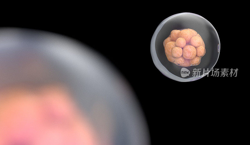 人类细胞分裂。早期胚胎