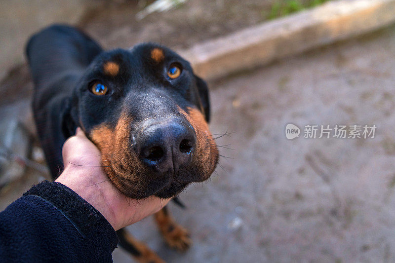 杜宾犬的人像与人的手爱狗看相机