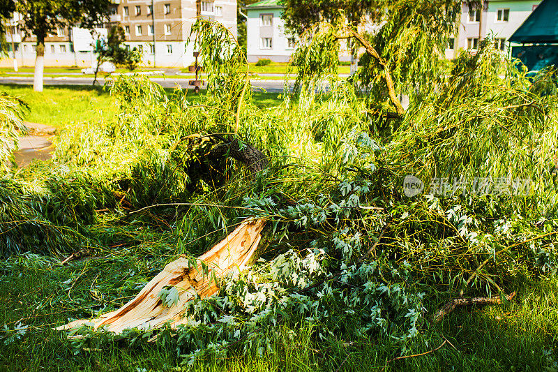 被暴风雨刮断的树躺在柏油路上。飓风在城市。龙卷风折断了绿树。气候变化