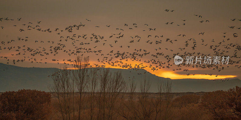 成千上万只雪雁从日落的夜空飞向野生动物保护区