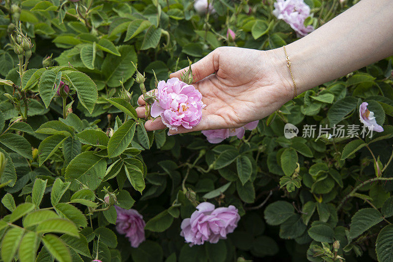 土耳其伊斯帕塔Guneykent山谷玫瑰田里采摘玫瑰的手的特写