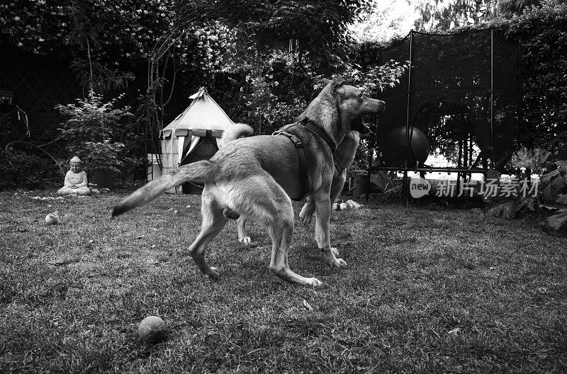 两只年轻的杂交狗在花园里玩耍