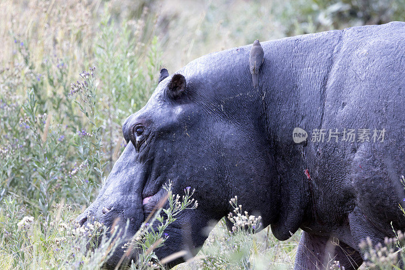 河马与Oxpecker