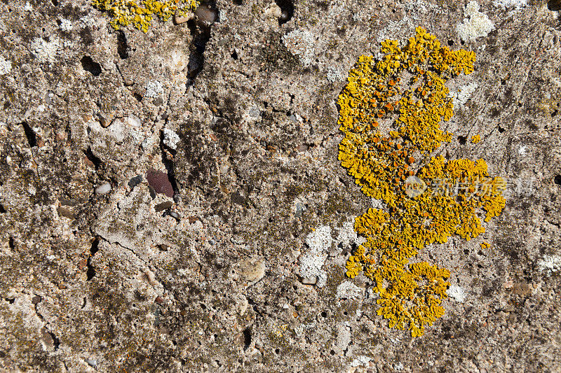 一团生长在岩石上的黄色地衣(石壁黄地衣)