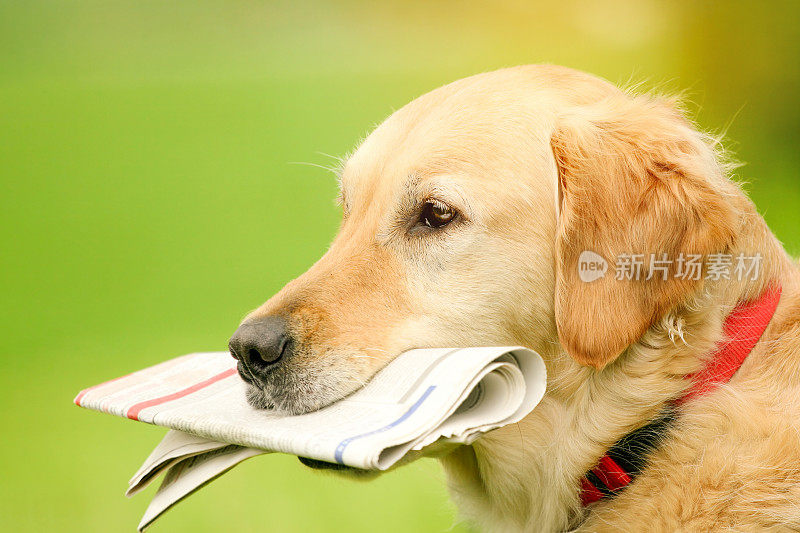 拿着报纸的金毛猎犬