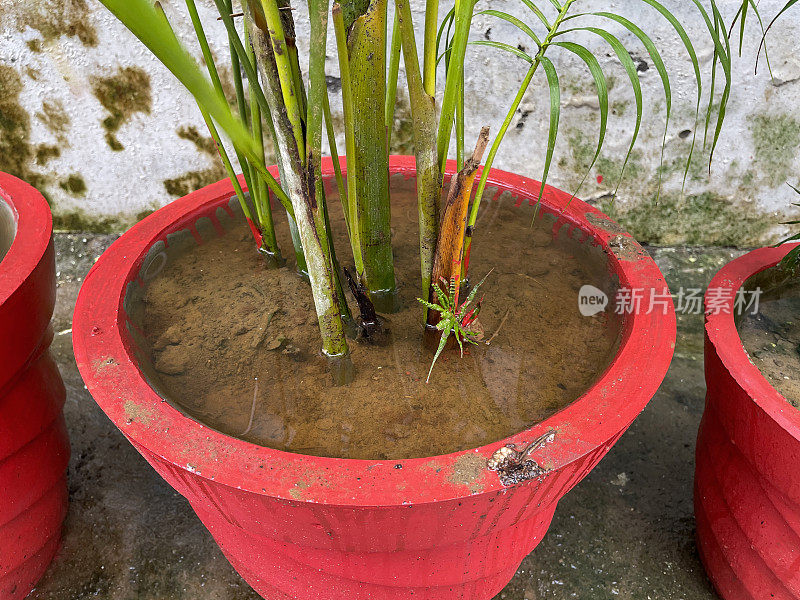 特写图像的行过度浇水，红色釉面盆的棕榈树，潮湿和潮湿的泥坑土壤，重点在前景