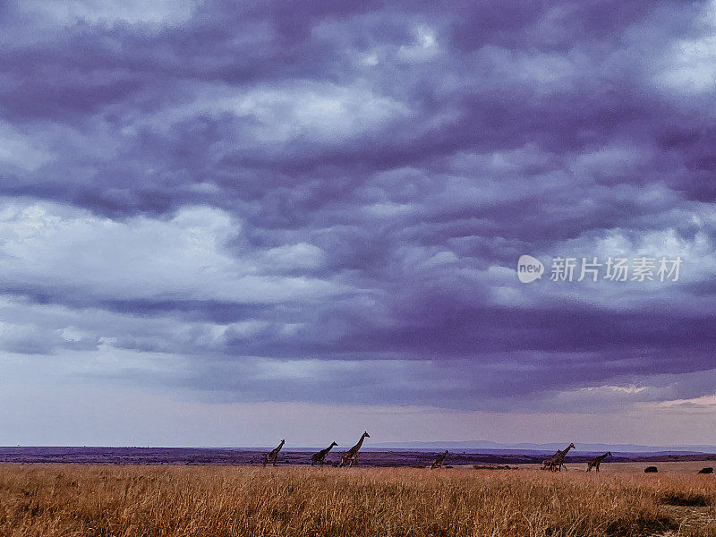肯尼亚马赛马拉国家自然保护区地平线上的长颈鹿