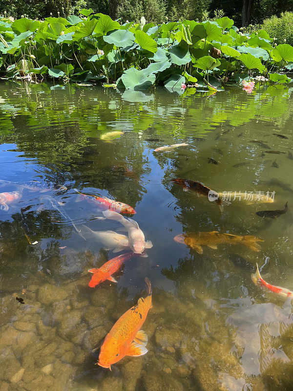 锦鲤在水上花园