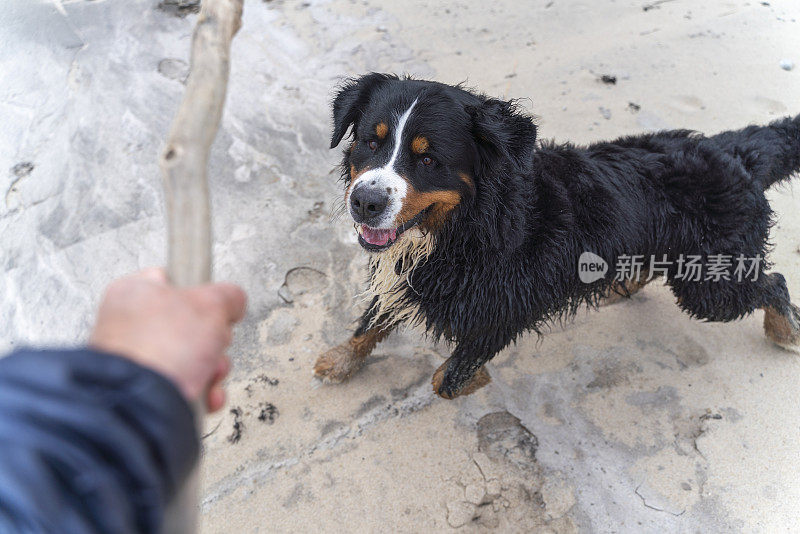 zenenhund是一只伯恩山犬，它正在沙滩上和主人玩耍，模仿攻击和打斗的动作。