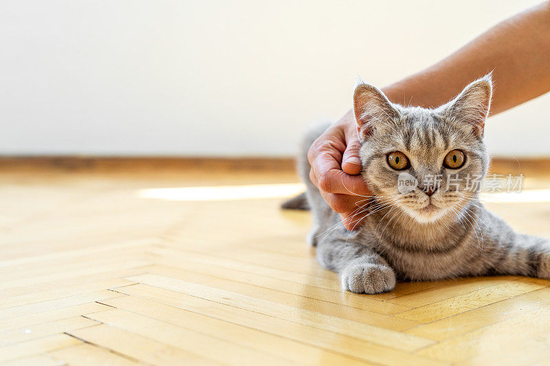 猫与女性的手在家里