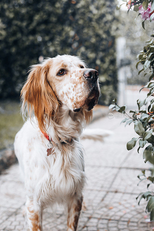 爵士，一只英国塞特猎犬，在他居住的房子的花园里