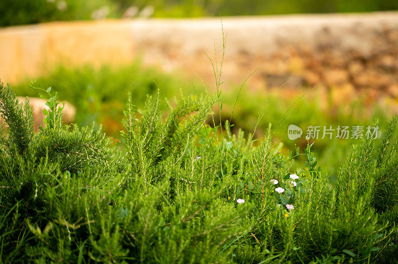 花园里的植物特写