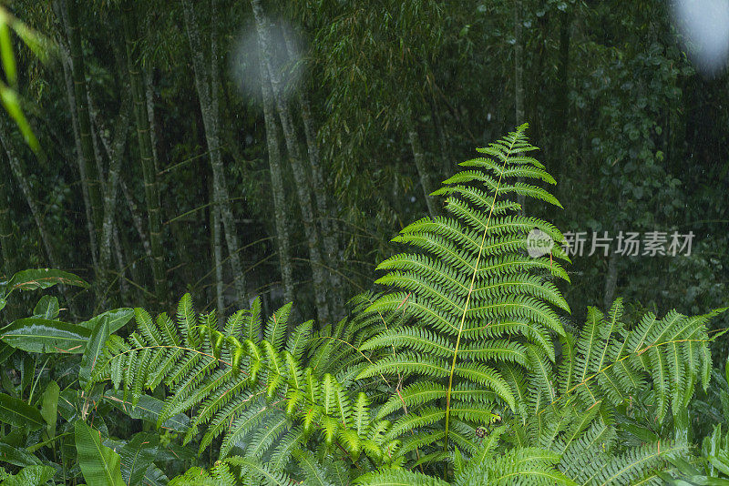 滋润了美丽森林里植物的雨水