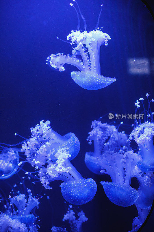 一群水母在水族馆的蓝色水域中游动