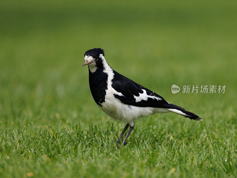 雌喜鹊云雀，青雀花